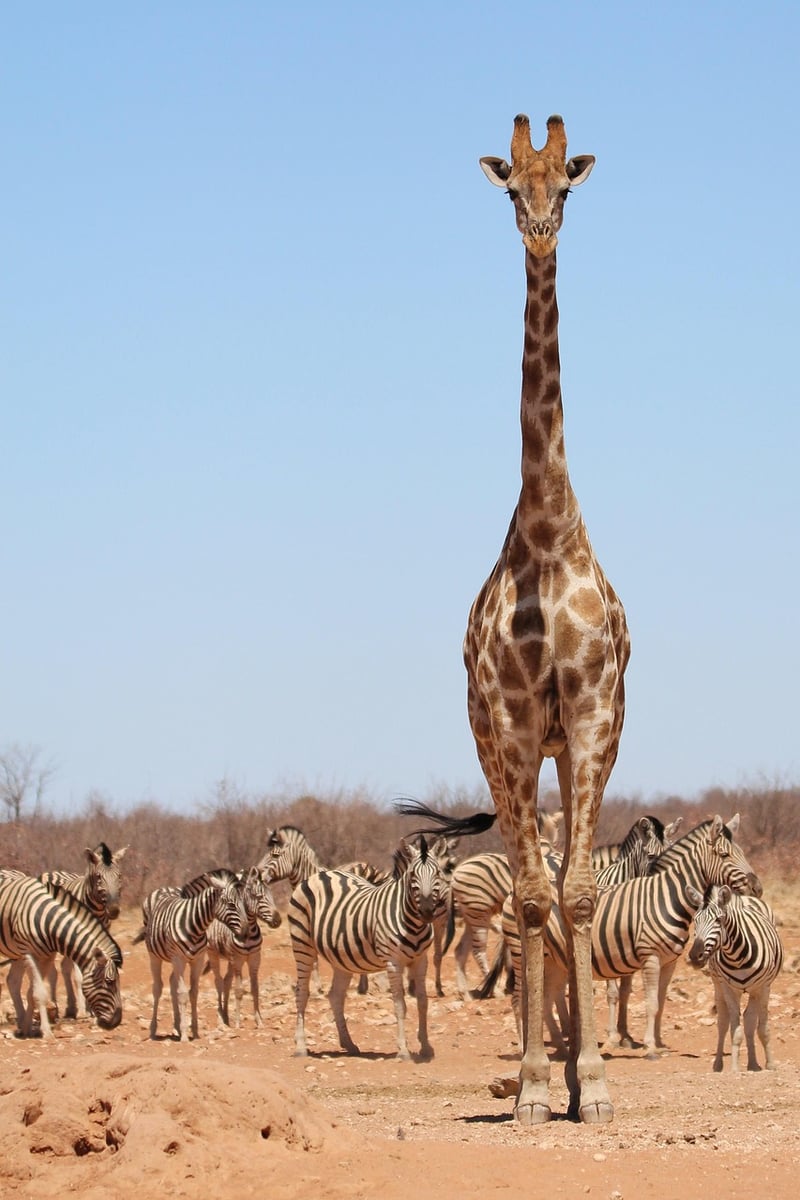 Temporal Safaris